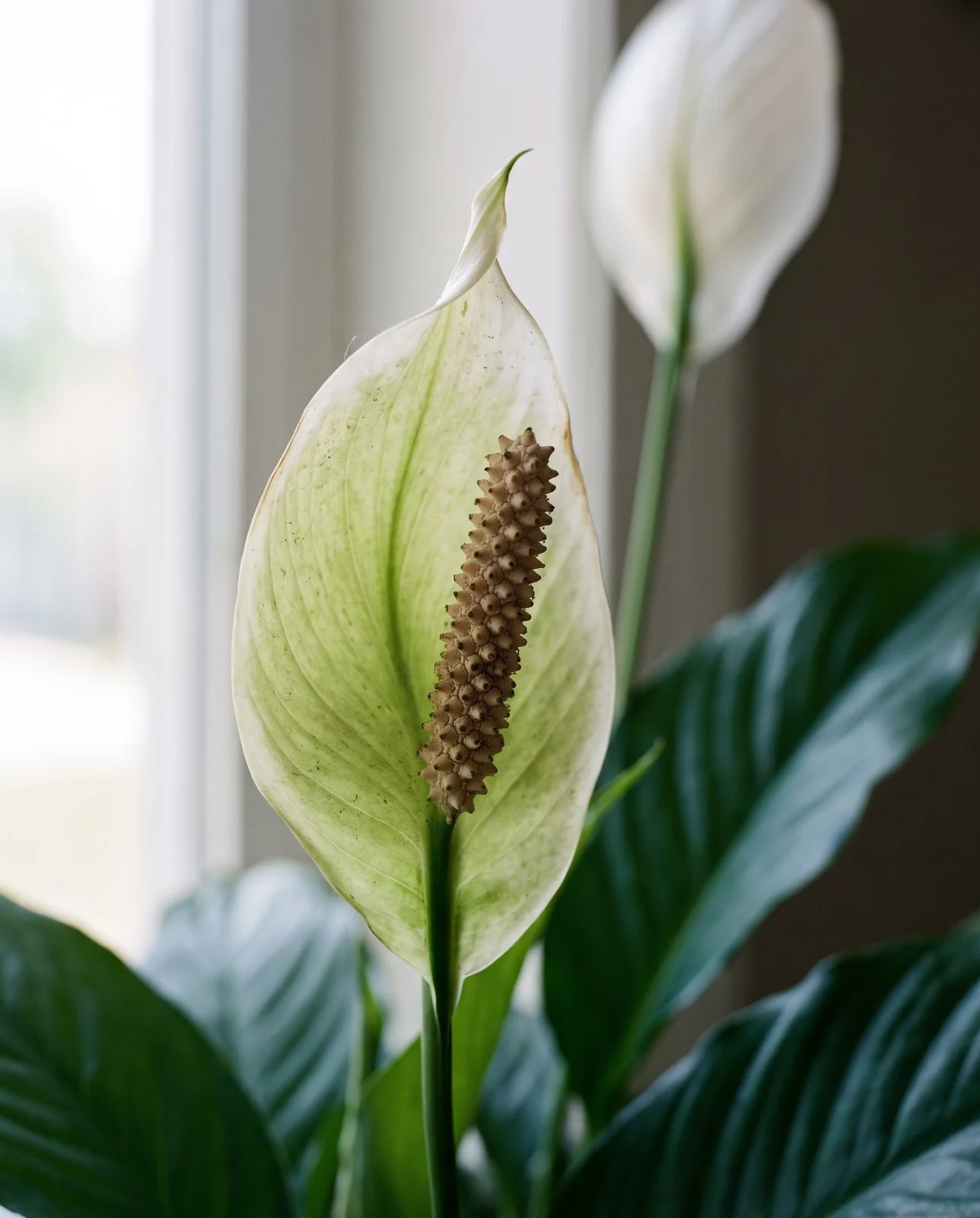 Close view of a peace lily spathe aging from white to pale green with a browning spadix