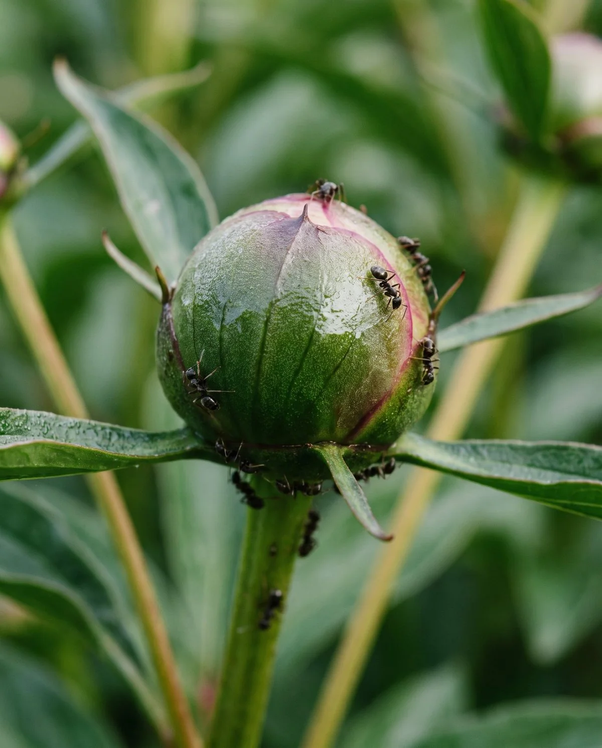 Several ants moving over the outside of an unopened peony bud