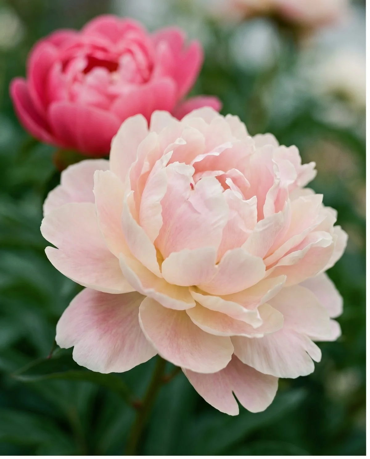 An older peony flower whose petals have softened evenly to a paler shade with the flower still intact