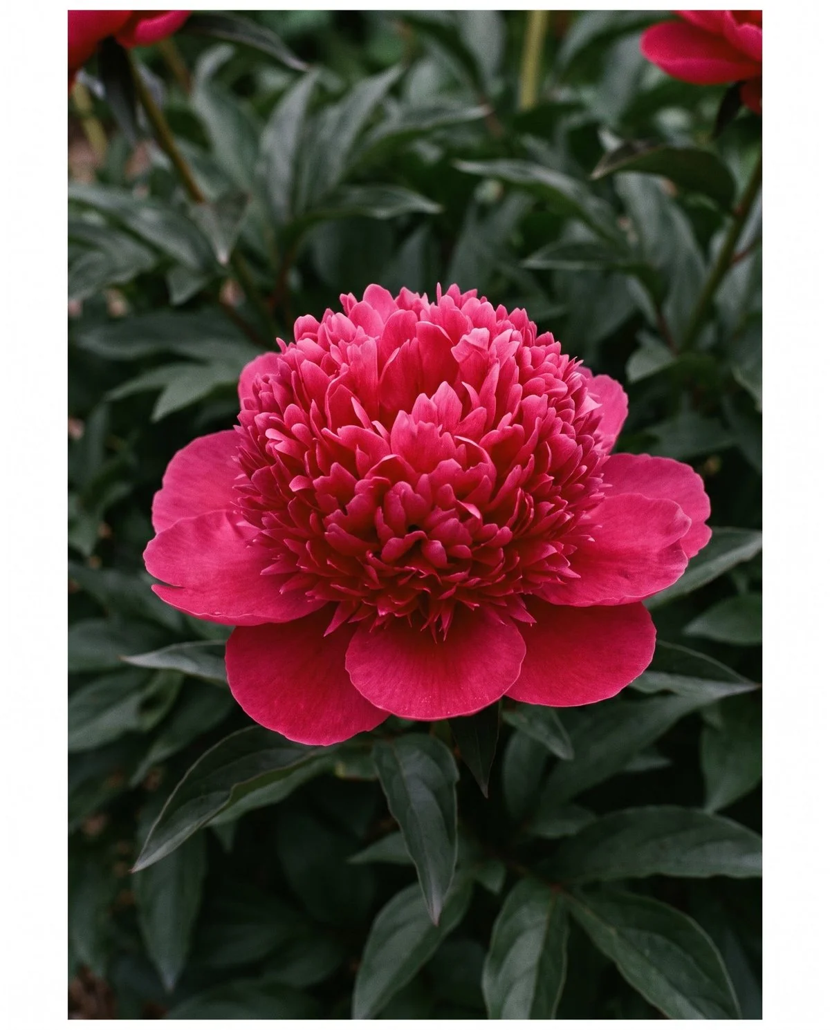 A bomb-form peony, a dense rounded dome of petals sitting on a flat collar of broader guard petals