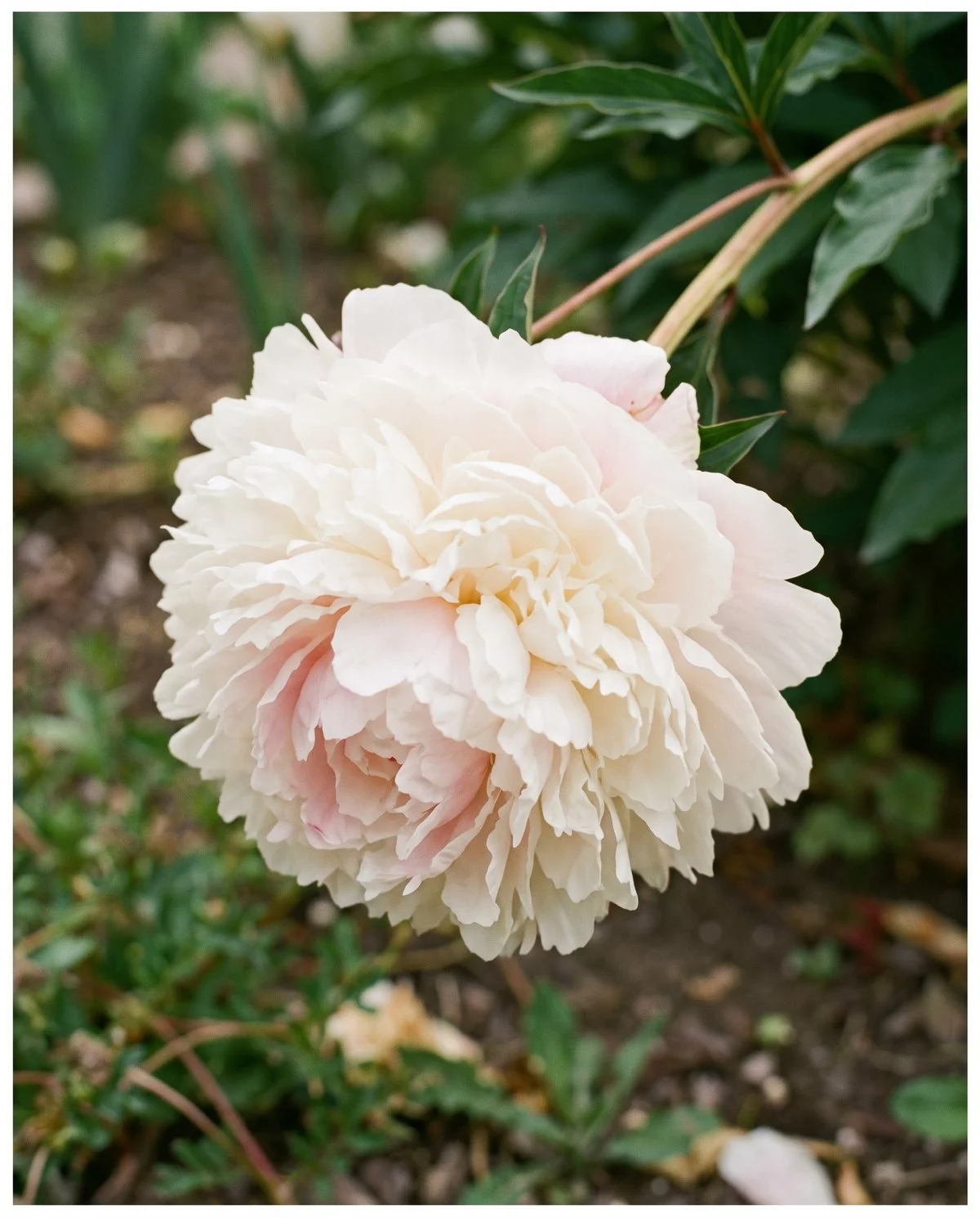 A full double peony, a heavy globe of layered ruffled petals with no visible centre