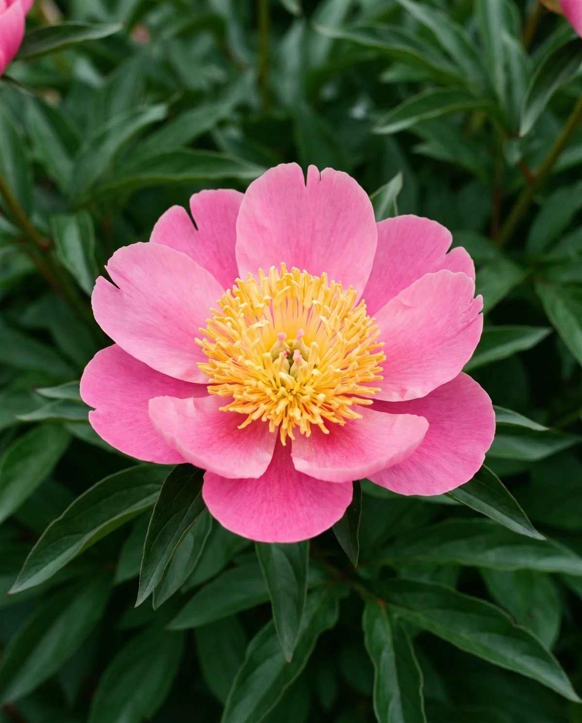 A Japanese-form peony, a single ring of broad guard petals around a dense cushion of narrow modified stamens