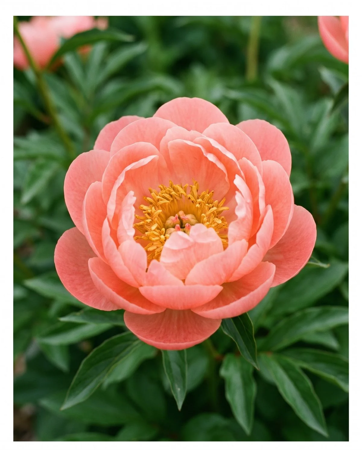 A semi-double peony with several loose rows of petals and golden stamens showing at the centre