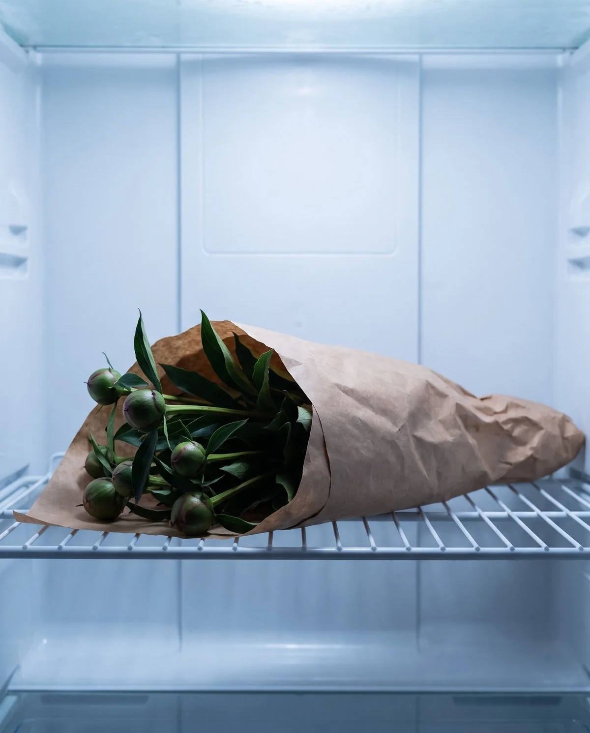 Marshmallow-stage peony buds wrapped in paper and laid flat on a refrigerator shelf without water