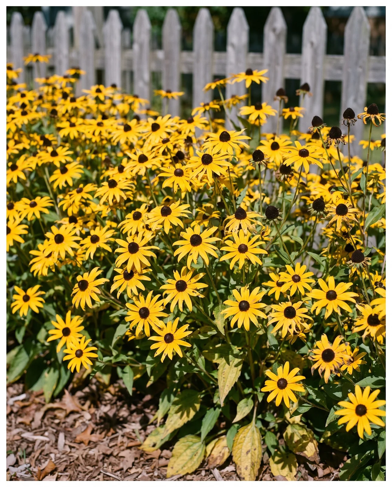 Drift of blooming black-eyed Susan perennials against a wooden fence