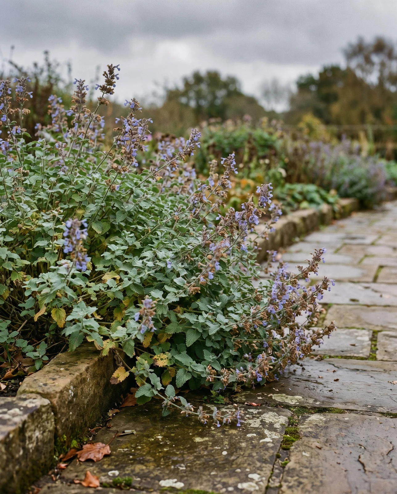 Catmint plant spilling over a stone pathway in autumn