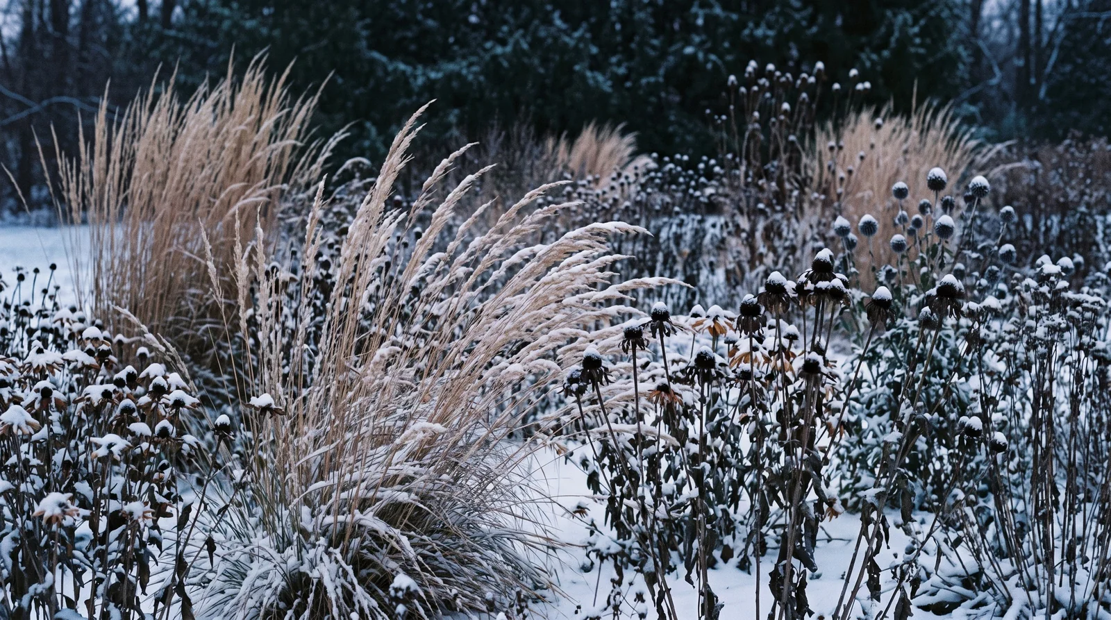 Dormant perennial border with grasses and seed heads in snow