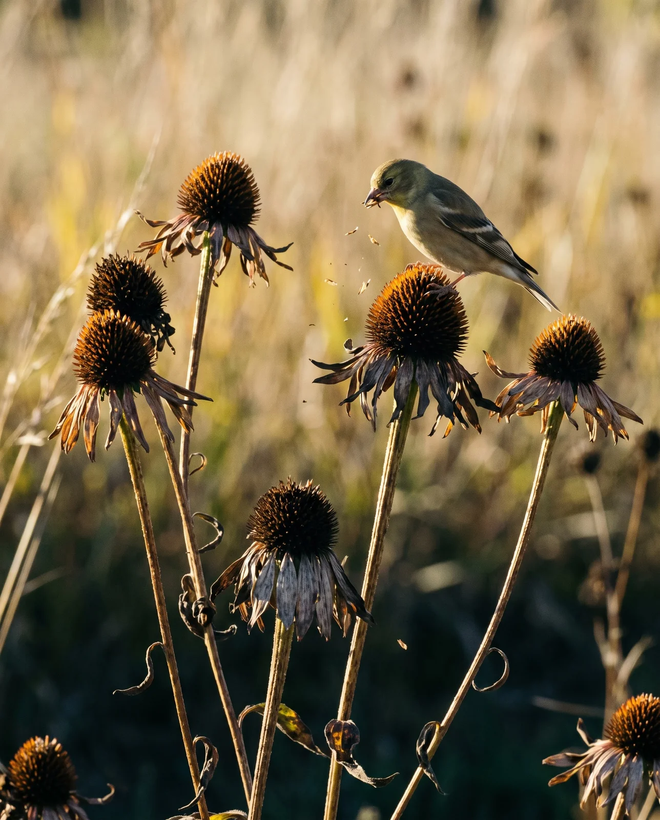 Goldfinch feeding on dried coneflower seed heads in autumn sunlight