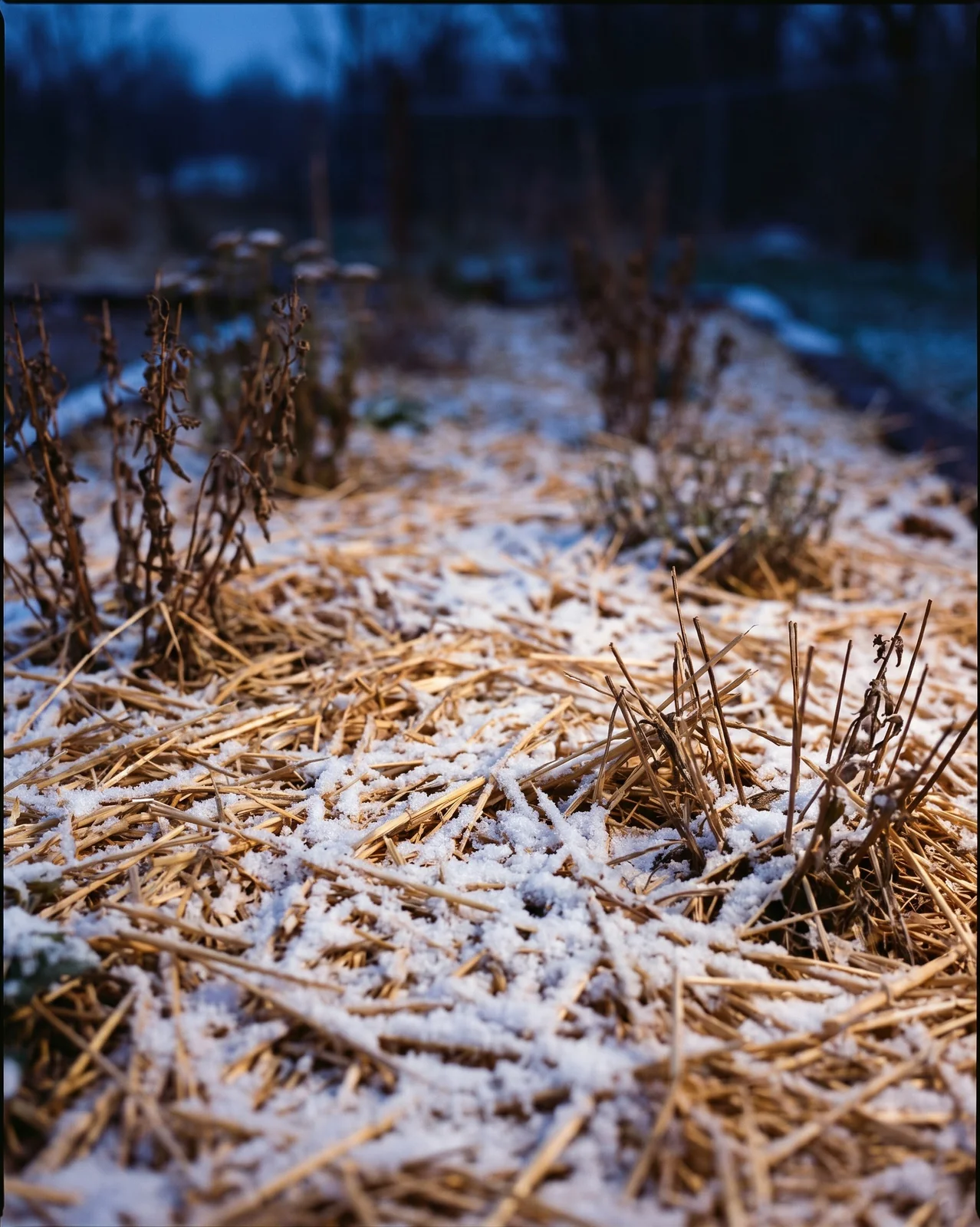 Straw mulch covering garden bed dusted with light first snow