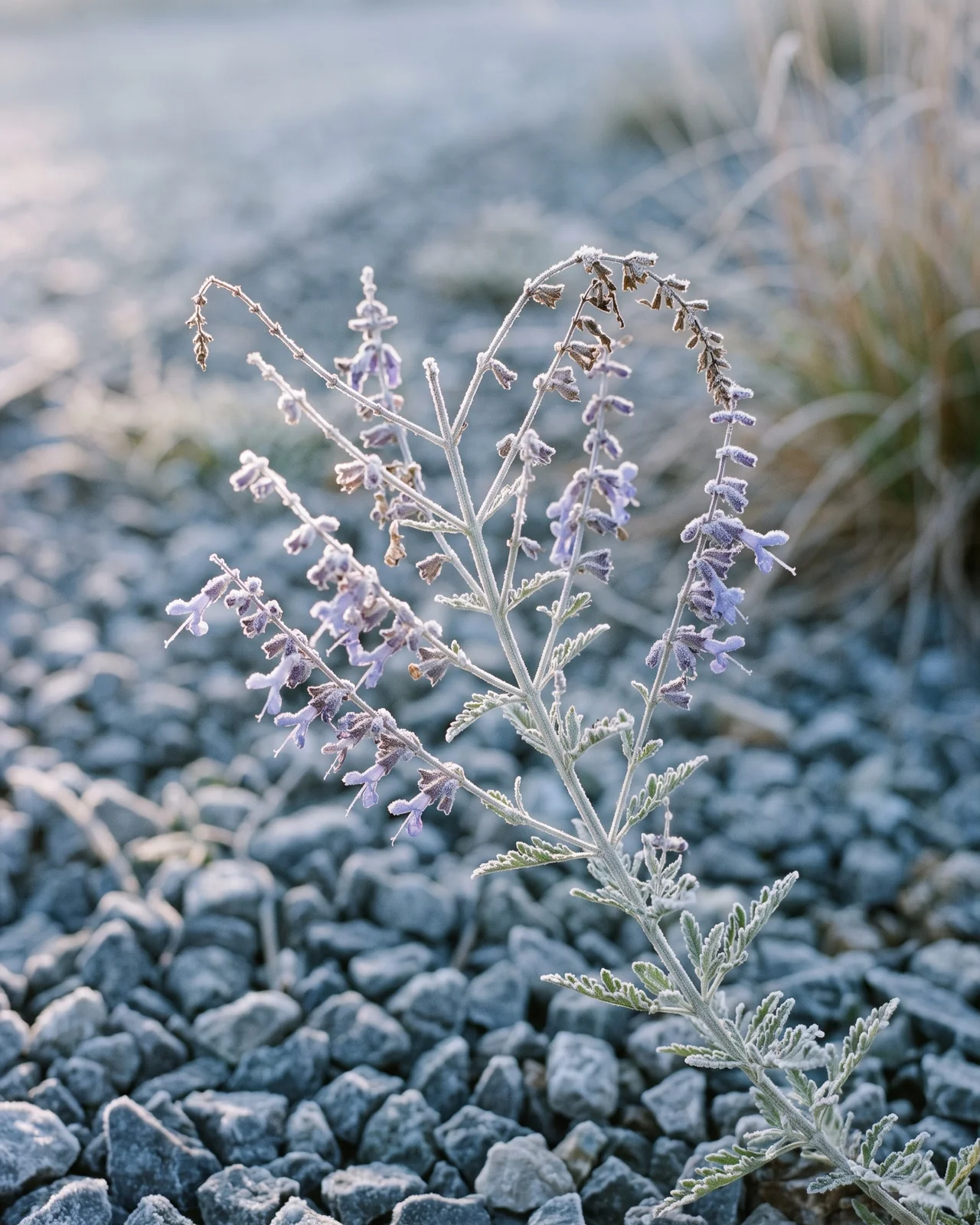 Russian sage stems with morning frost rime in gravel bed