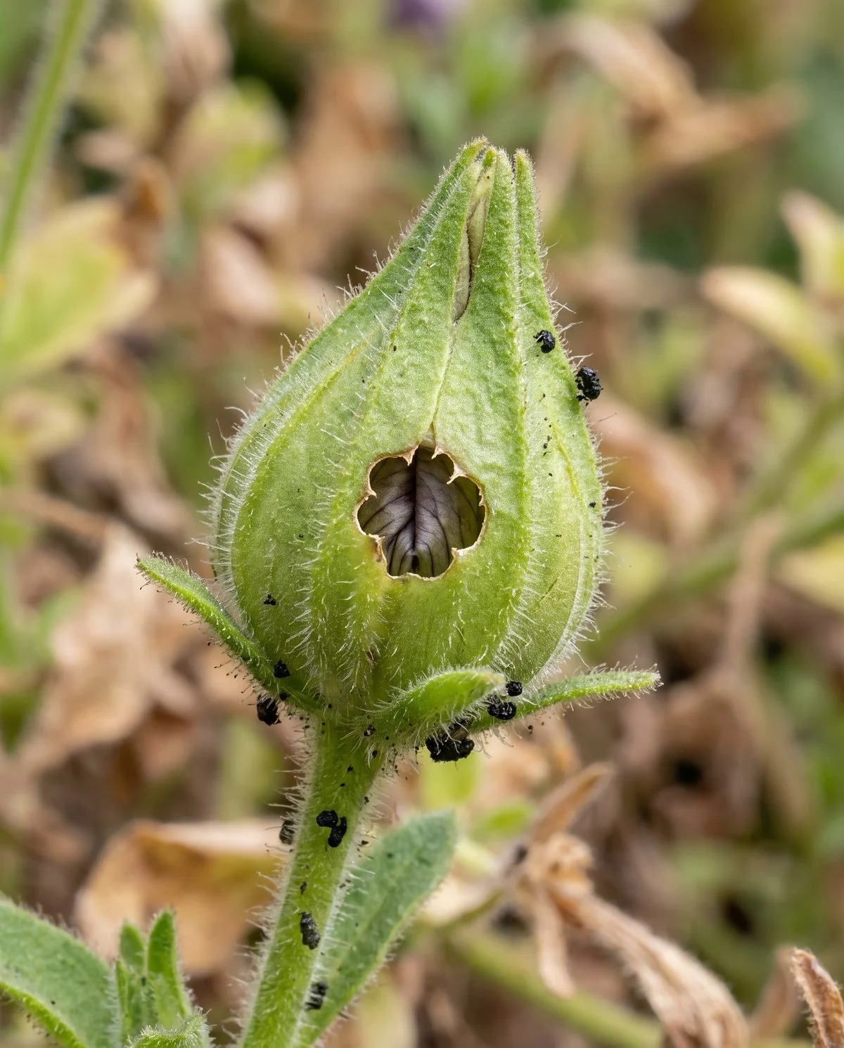 A round chewed hole bored into an unopened petunia bud with tiny black droppings caught on the outside