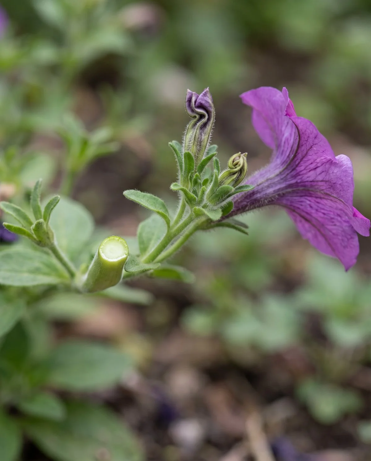 The clean cut stub left where a spent petunia flower and its seedpod were pinched off, with fresh buds behind