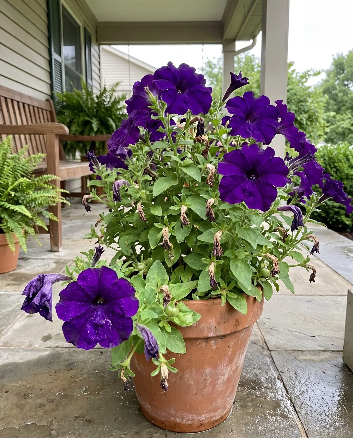 A grandiflora petunia in a pot carrying very large ruffled trumpet flowers, one bloom bruised by rain
