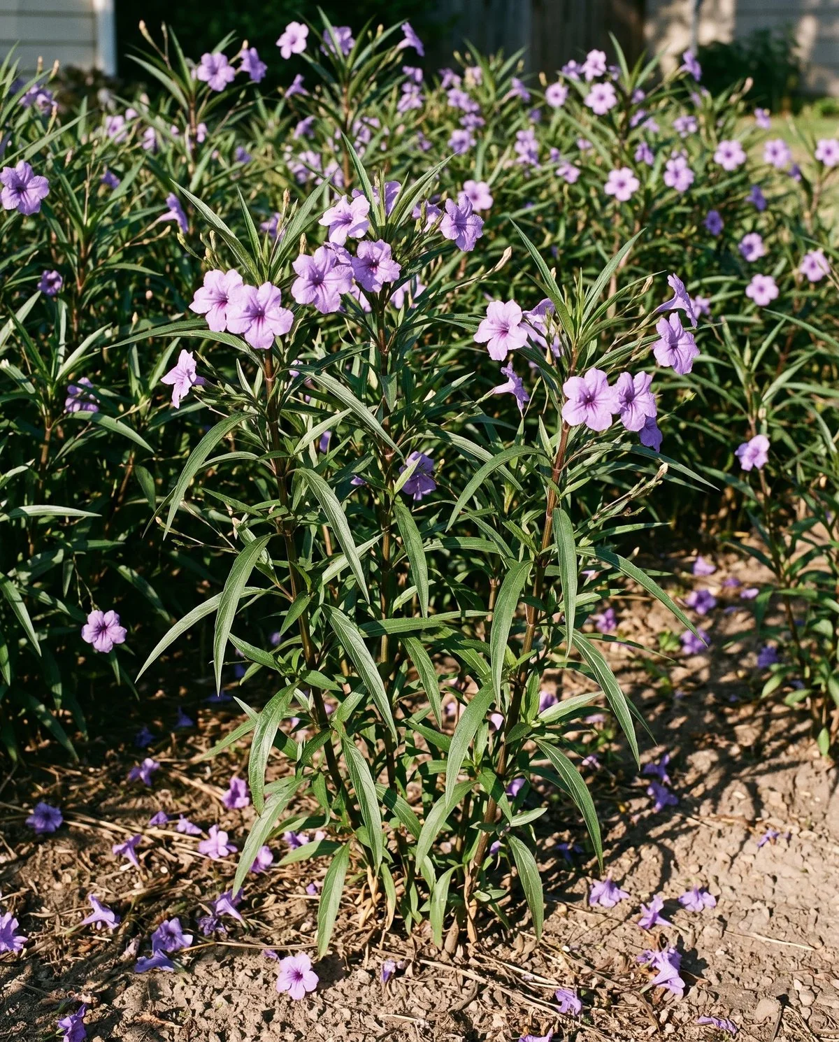 Mexican petunia standing tall on upright canes with long narrow smooth dark leaves under lavender five-lobed flowers