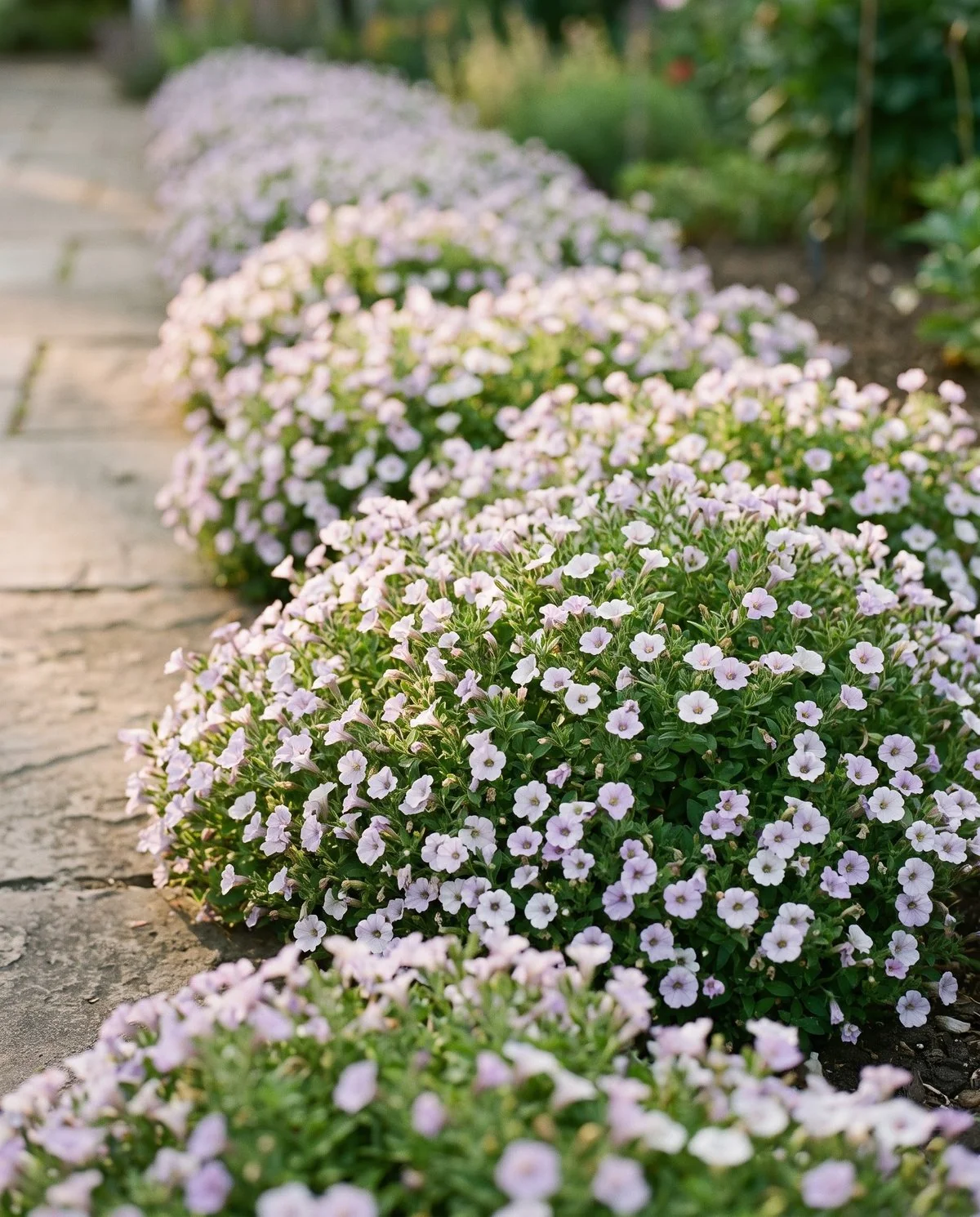 A compact milliflora petunia edging a path, its flowers barely an inch across on a tight low mound