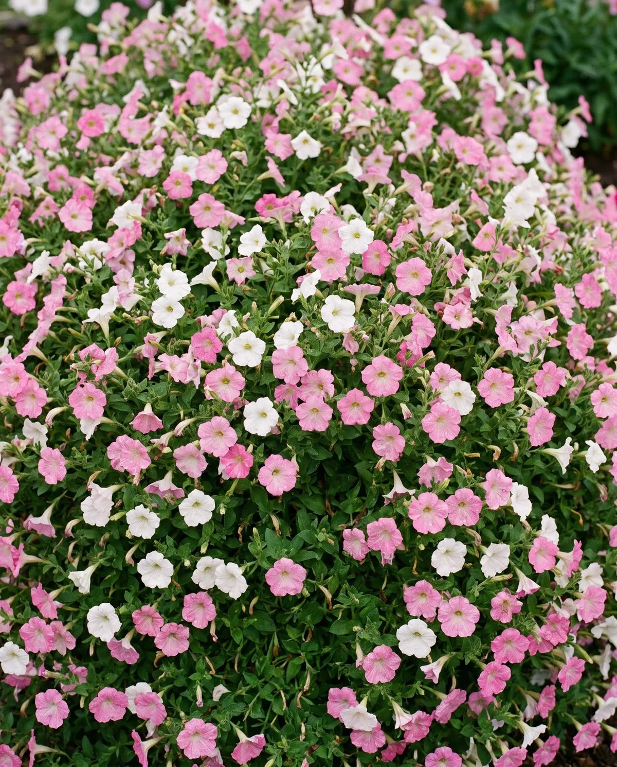 A bushy multiflora petunia massed in an open bed, many smaller trumpet flowers open at once and undamaged by weather
