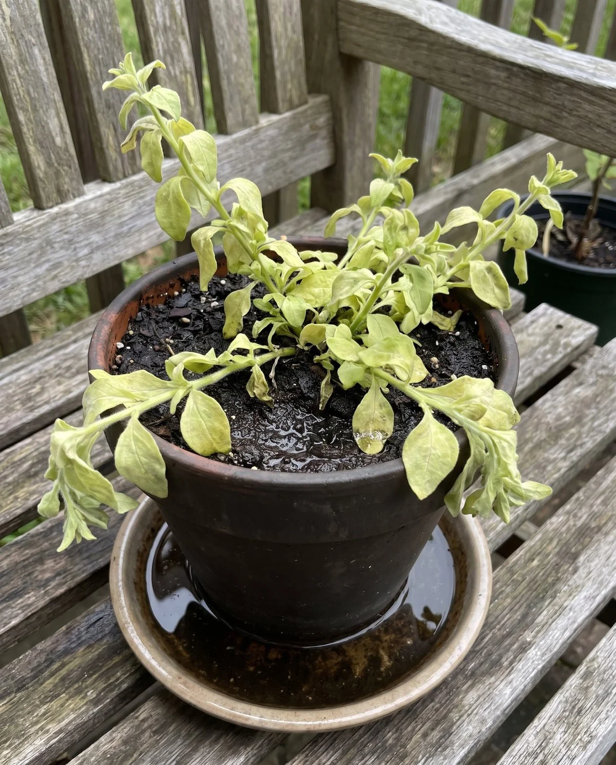A petunia slumped in saturated soil, its leaves soft and yellowing rather than crisp, with water standing in the saucer