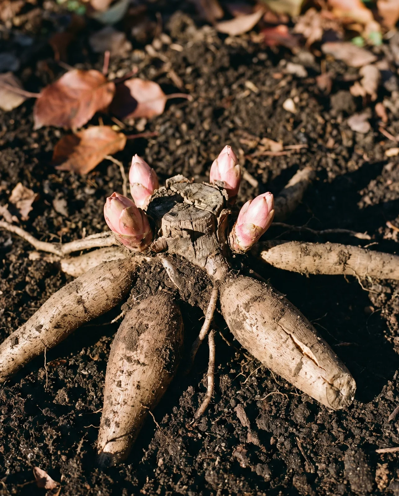Dormant bare-root peony crown with visible pink eyes on dark soil