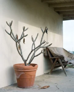 plumeria gallery bare sticks winter porch