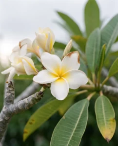 plumeria gallery flower macro white yellow