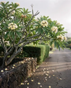 plumeria gallery hawaii lane tree bloom