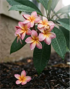 plumeria gallery rain drops cluster