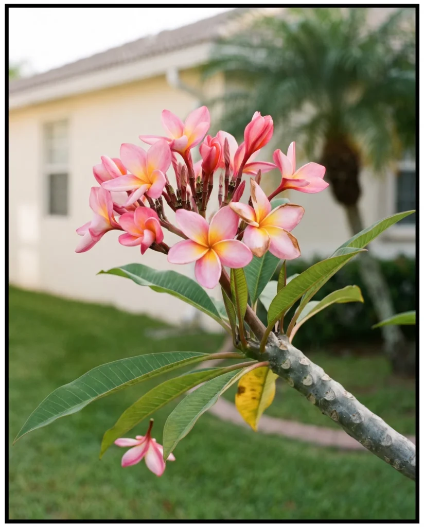 A cluster of pink and yellow plumeria flowers on a thick branch tip of a yard tree in warm morning light