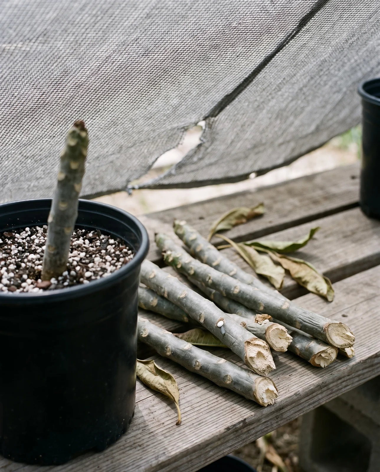 Plumeria stem cuttings lying on a shaded bench with their cut ends drying to a callus and leaves removed