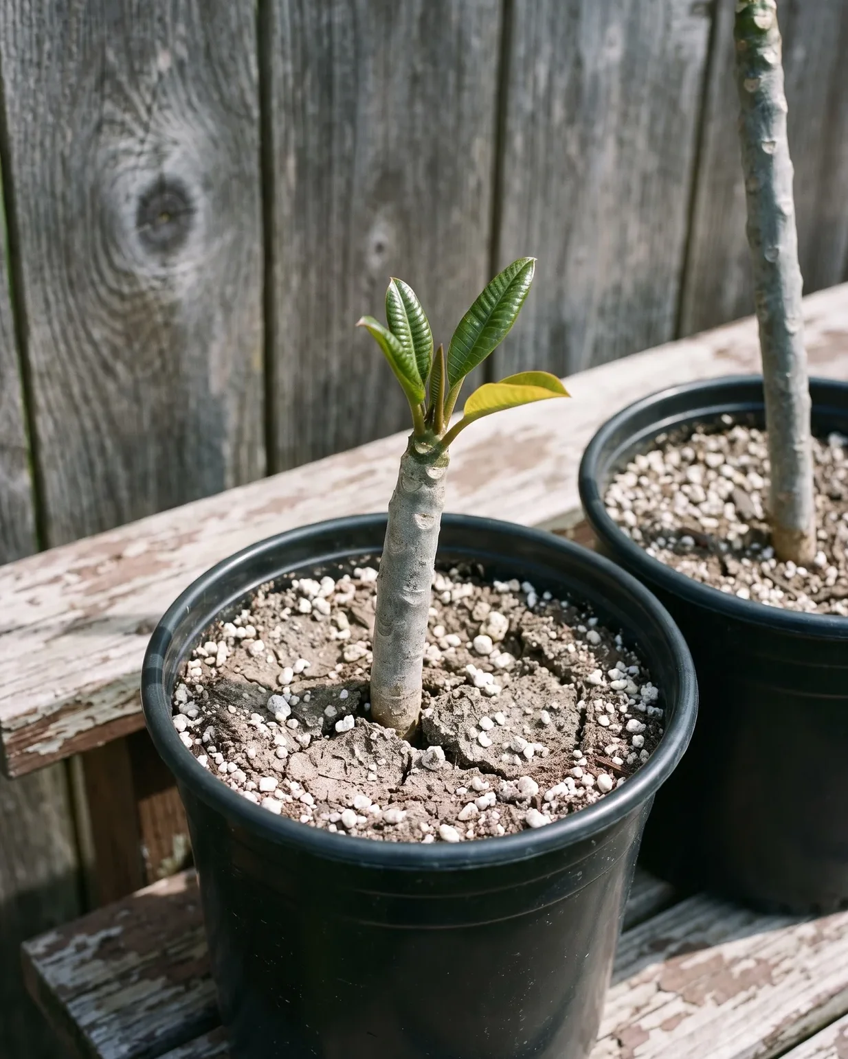 A rooted plumeria cutting in a pot of gritty mix pushing its first new leaves at the tip on a sunny bench