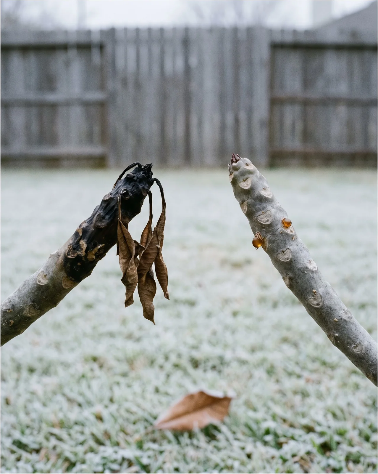 A plumeria branch with a blackened soft tip after a frost beside a healthy grey branch in winter