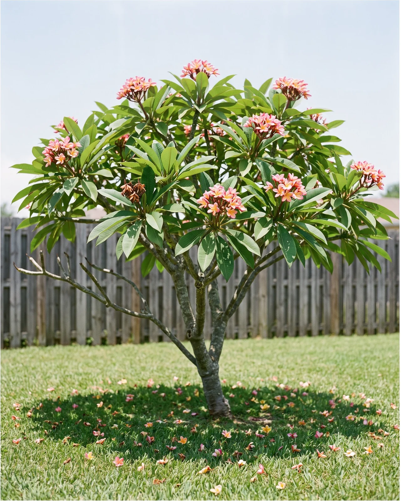 A plumeria tree in full bloom standing in open sun in a yard with a round shadow beneath it
