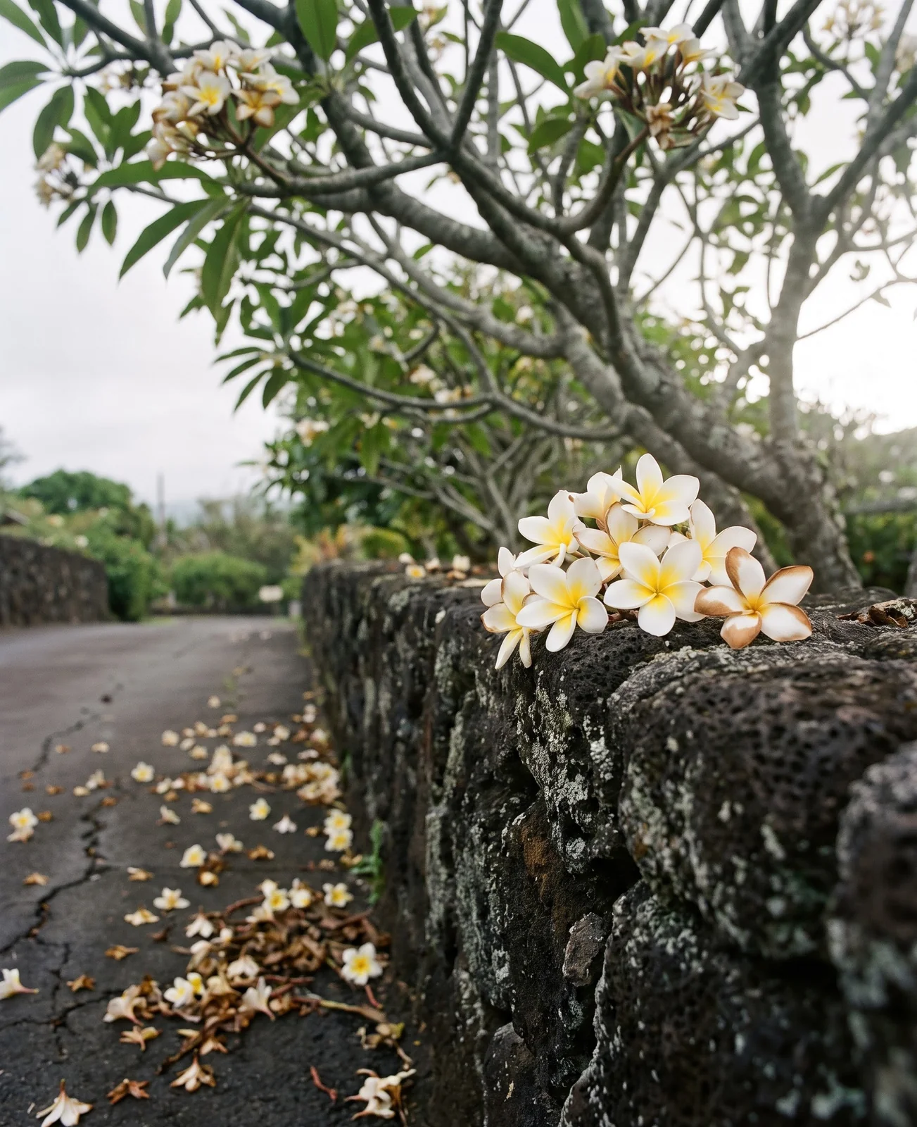 Fallen plumeria flowers resting on a dark lava-rock wall beneath a blooming tree in Hawaii