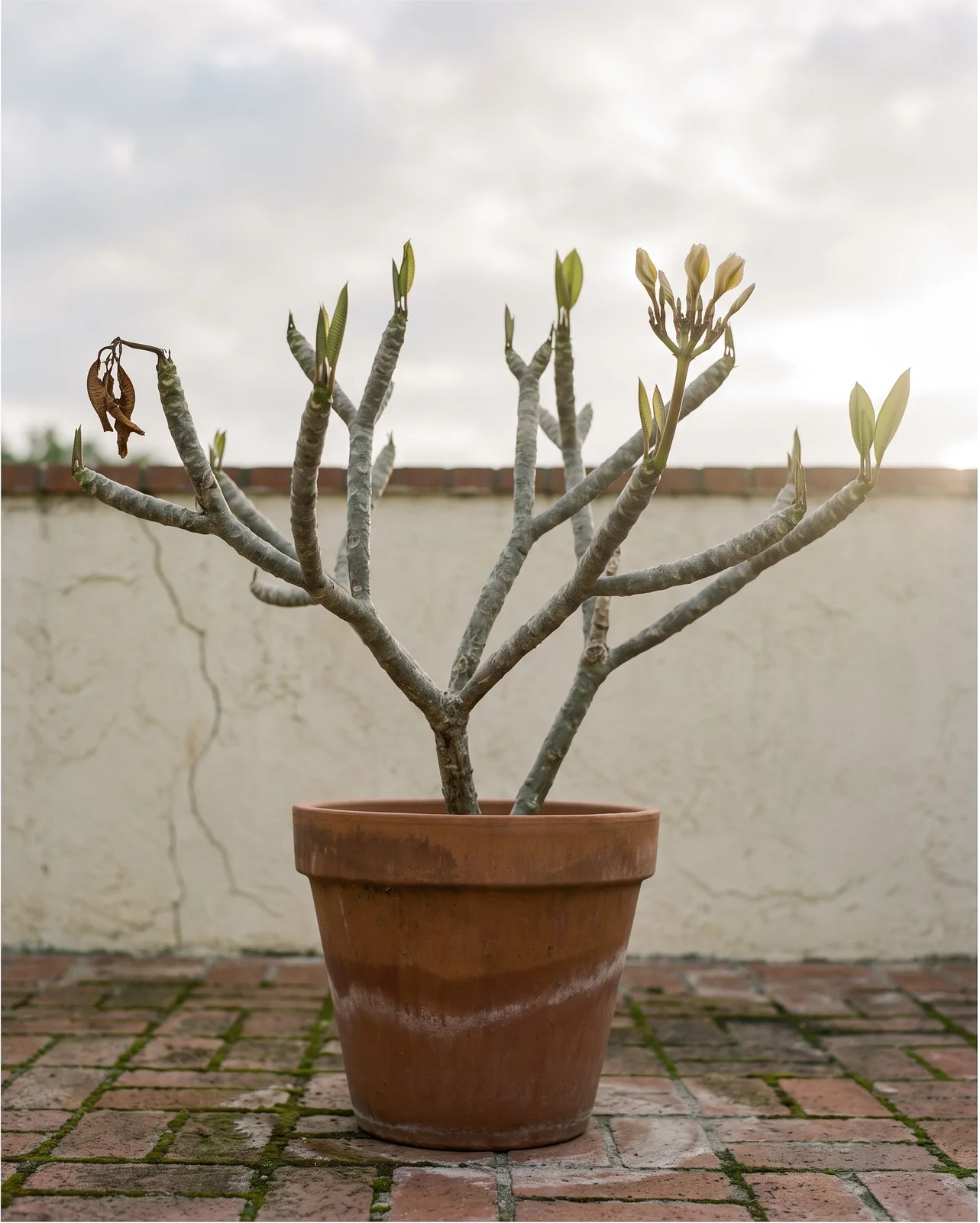 Bare plumeria branches in a pot in spring with the first small leaves and a flower stalk emerging from the tips