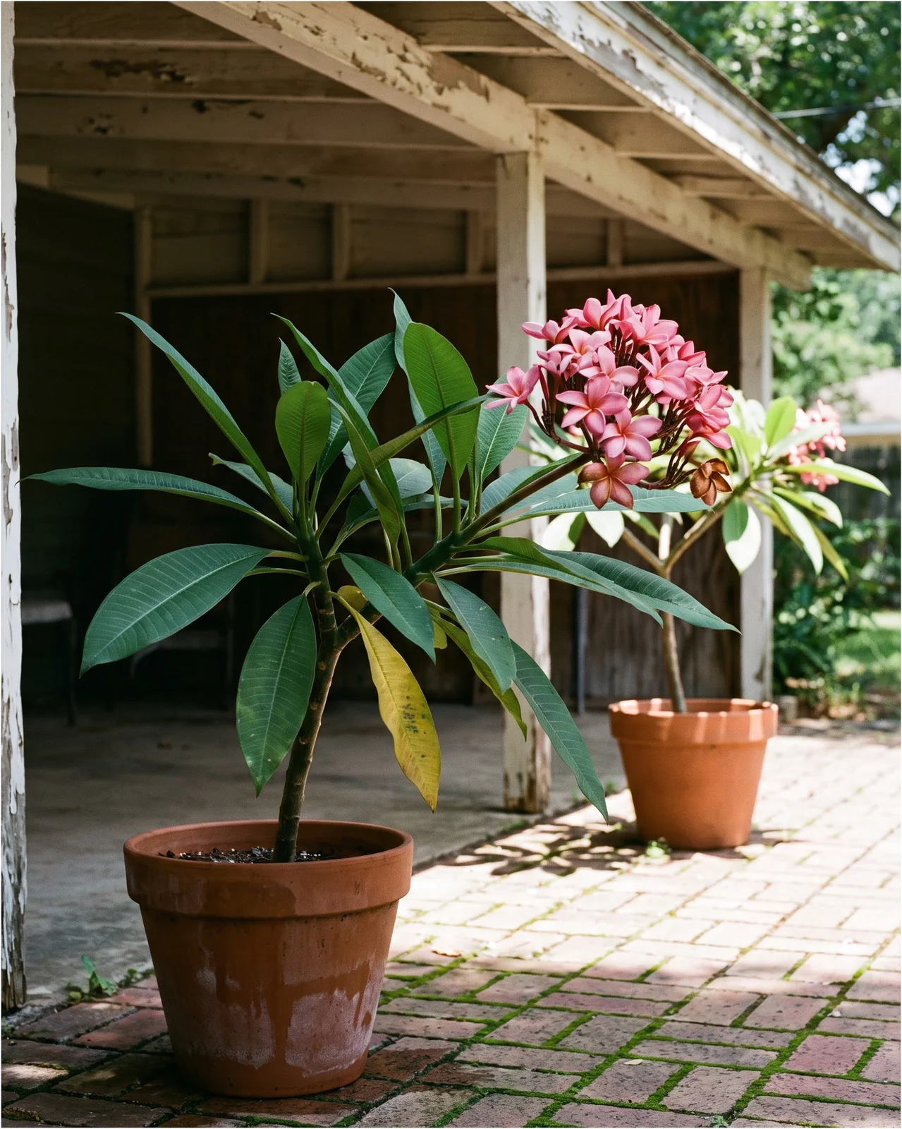 A leafy potted plumeria with no flowers standing in the shade of a porch while a sunny one blooms in the yard