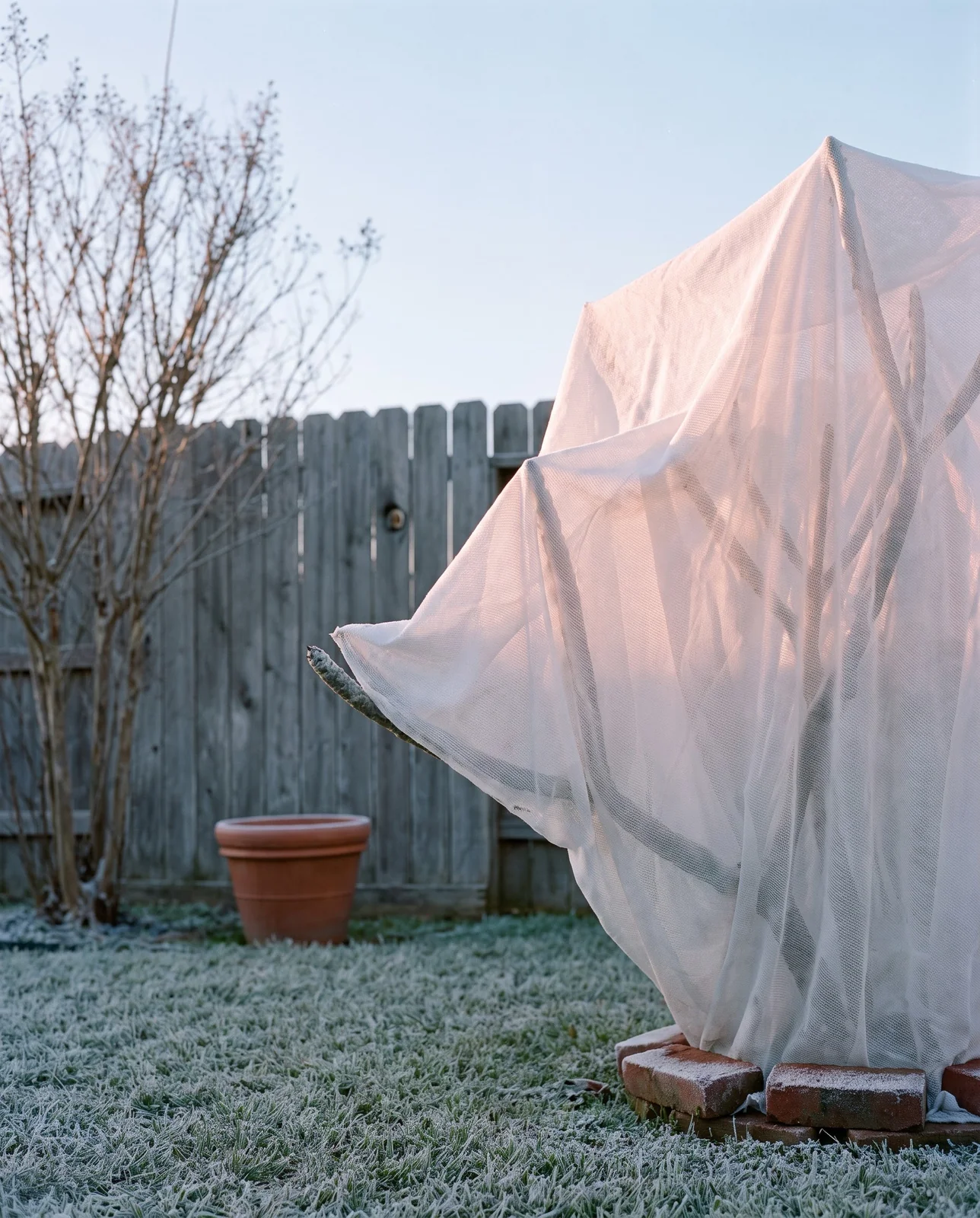 A leafless in-ground plumeria draped with white frost cloth on a cold clear morning in a Gulf Coast yard