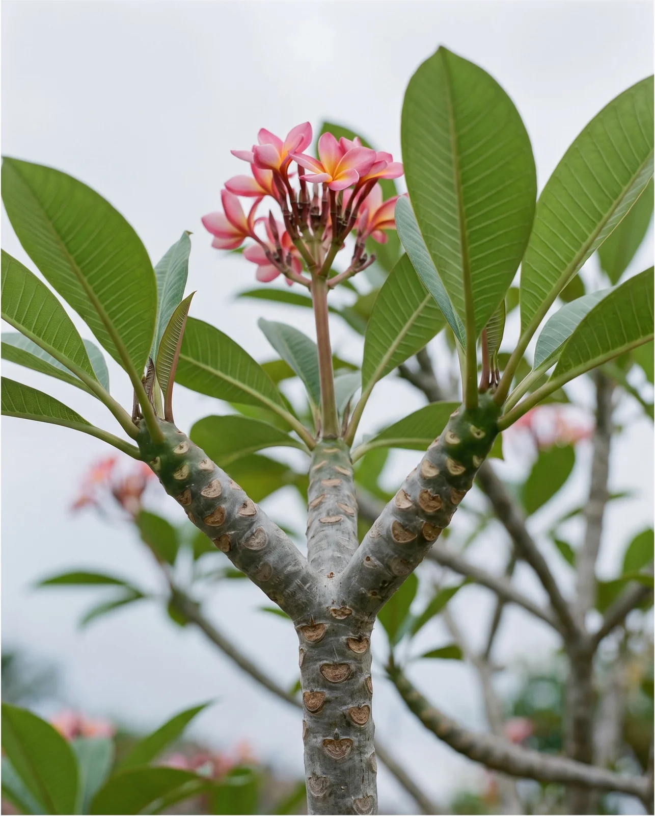 Close view of a plumeria branch tip that has forked into three new tips with a flower stalk at the fork