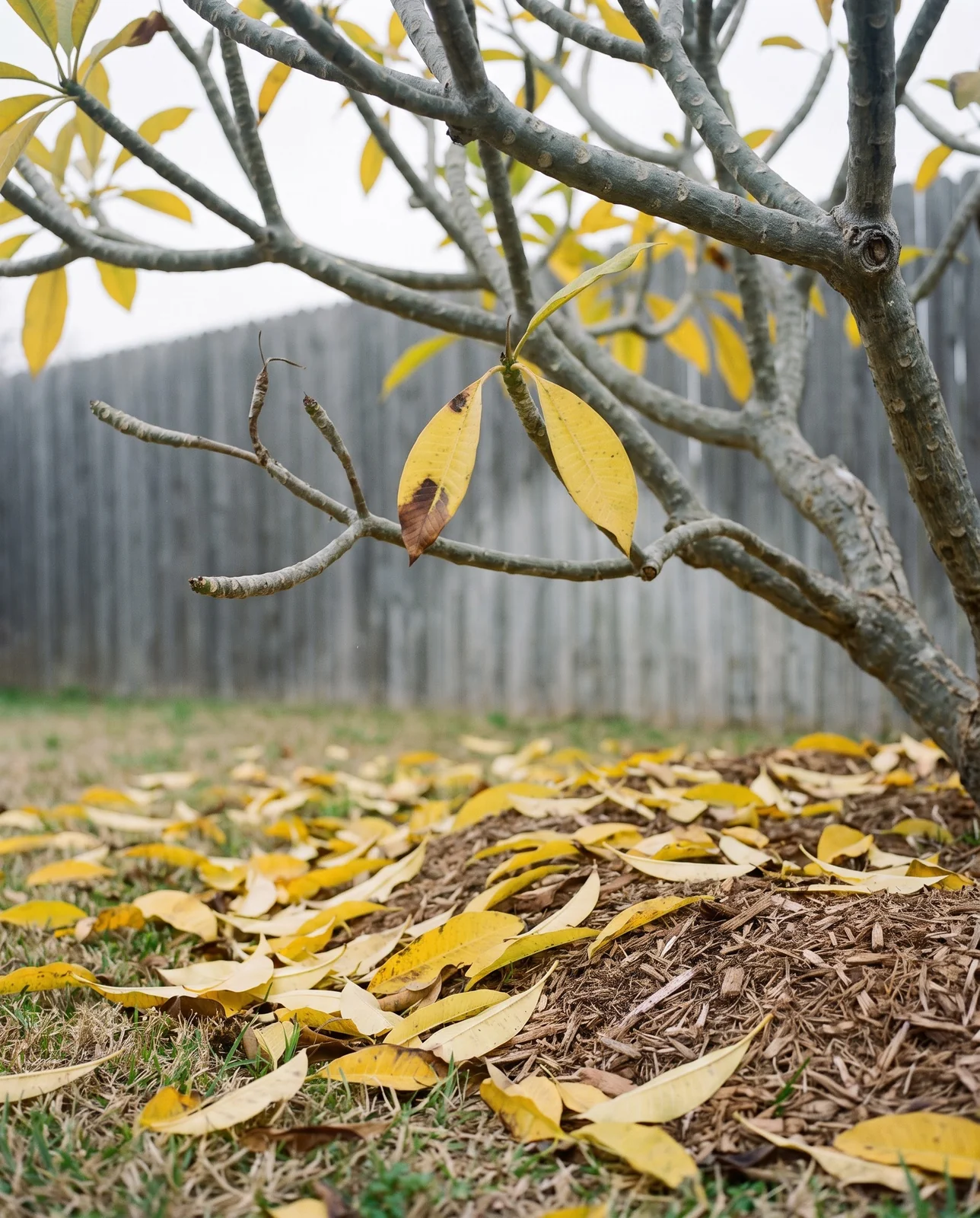 A plumeria in autumn with yellowing leaves dropping onto the ground below the branches