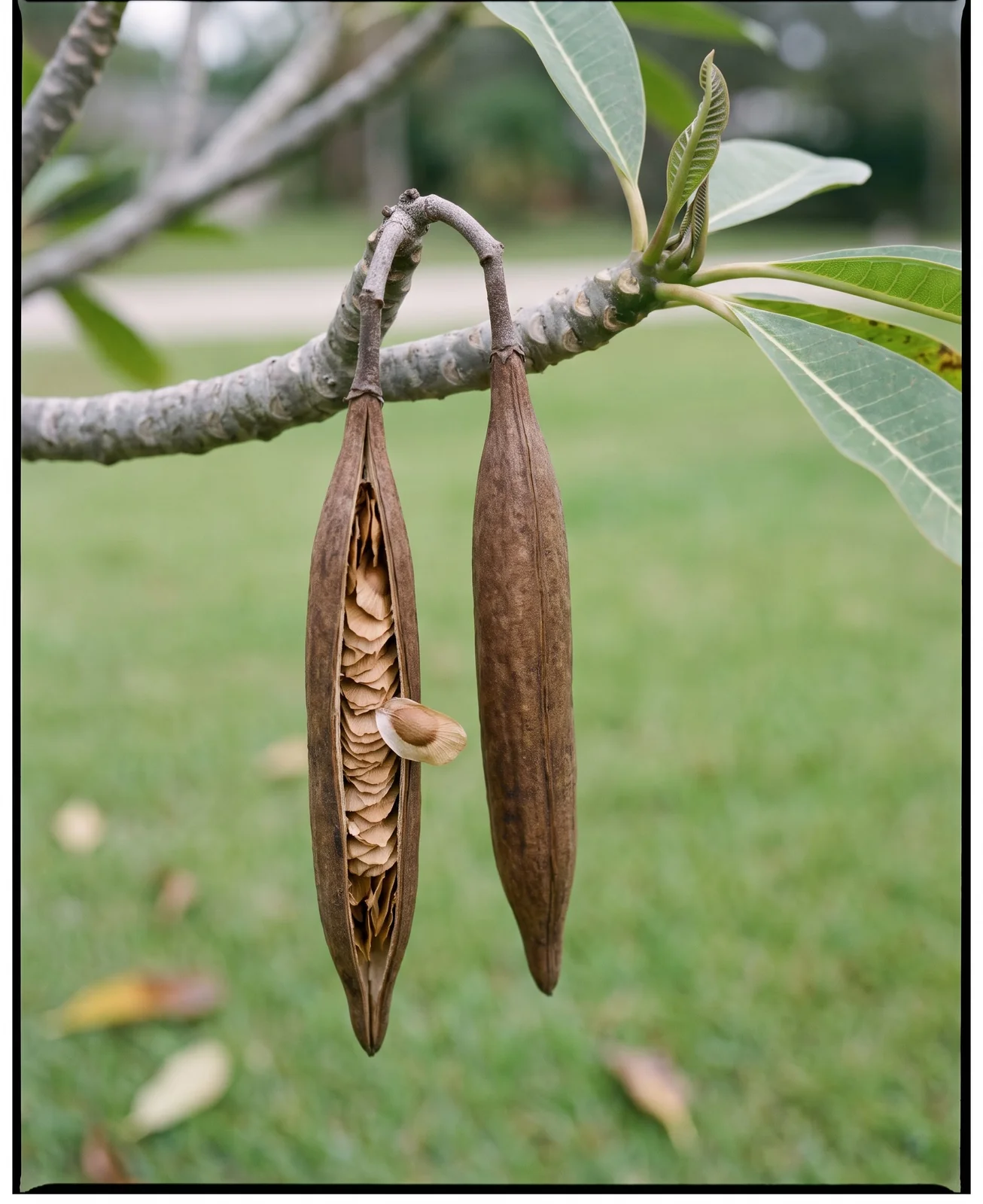 A pair of long brown plumeria seed pods hanging from a branch with one split open showing winged seeds