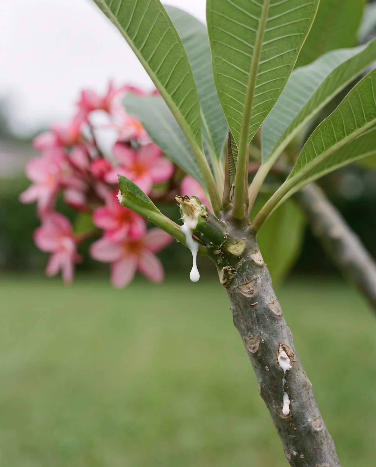 Close view of a snapped plumeria leaf stalk oozing white milky sap beside the grey branch