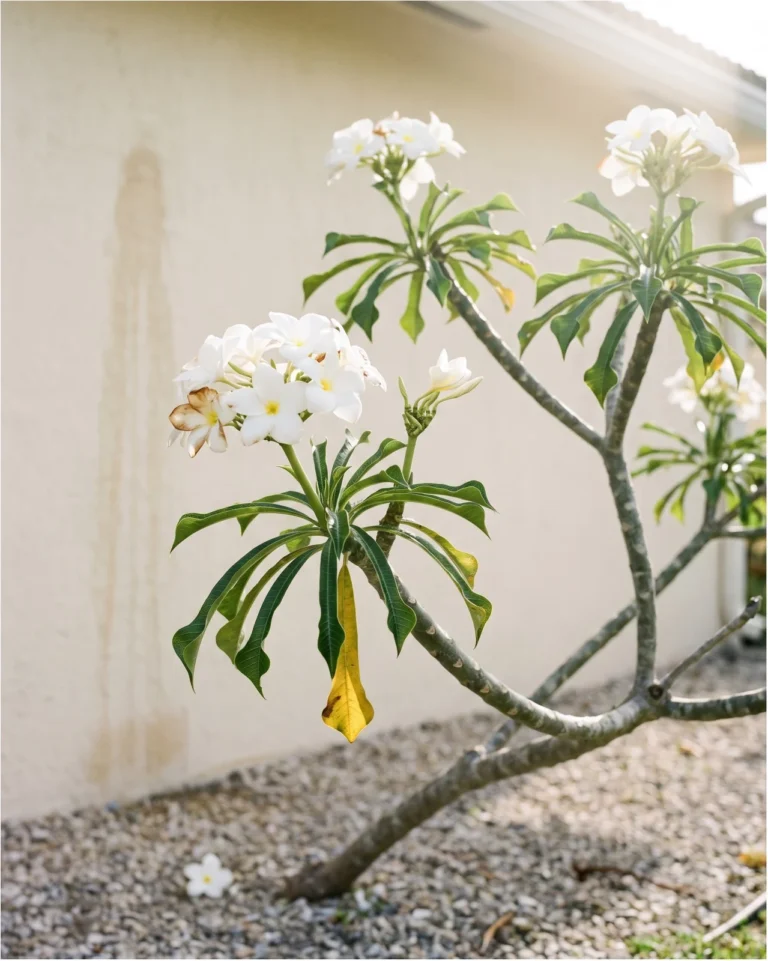 Plumeria alba with white flowers and narrow leaves curled at the edges on a lean tree in a sunny yard