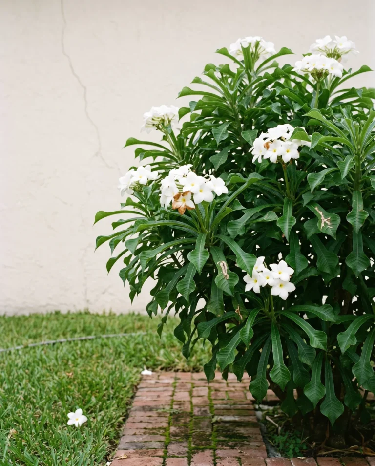 Plumeria pudica with white flowers and spoon-shaped leaves on a dense upright shrub by a wall