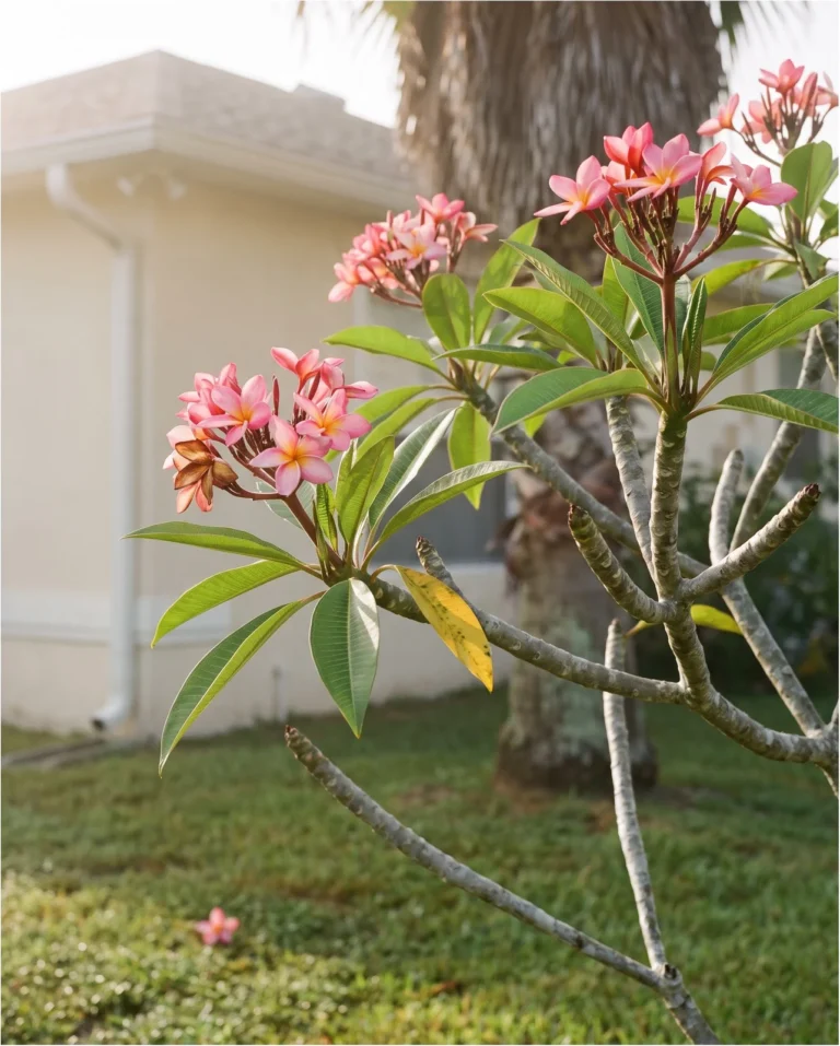Plumeria rubra with pink flowers and pointed leaves on a deciduous yard tree with a few bare branches