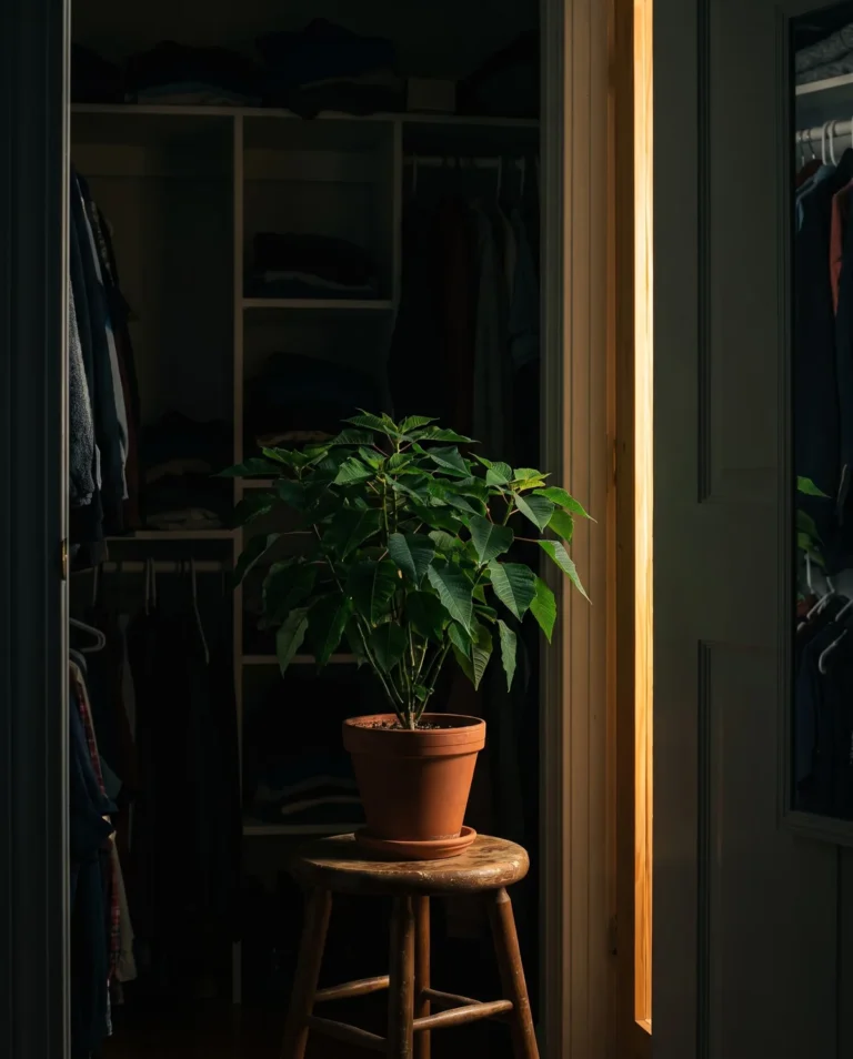 Leafy poinsettia in a dark closet lit only by the strip of light from the closing door