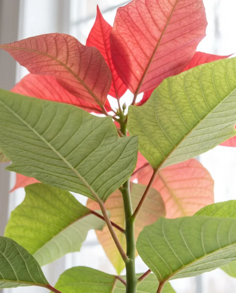Underside of healthy poinsettia leaves seen from below, clean pale green with prominent veins