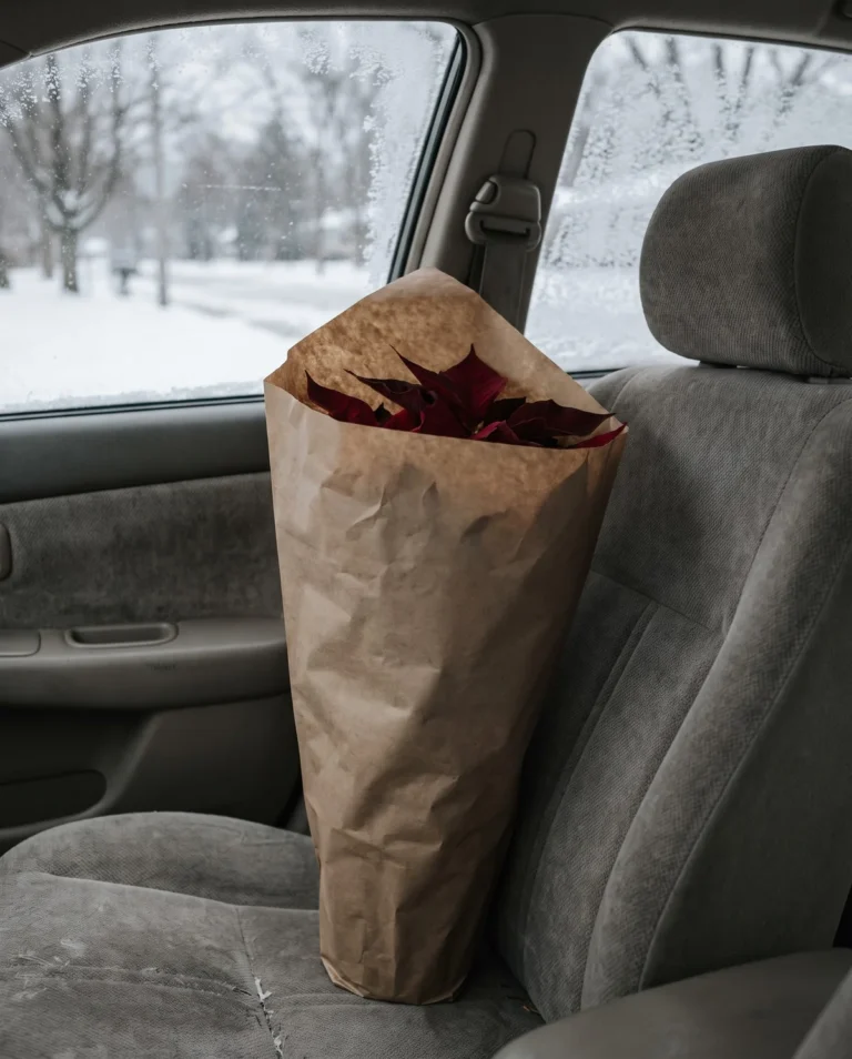 Poinsettia wrapped in a paper florist sleeve standing on a car seat on a gray winter day