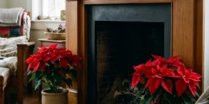 Two red poinsettias flanking an unlit wooden fireplace mantel