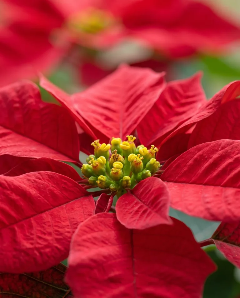 Close view of yellow-green cyathia buttons at the center of red poinsettia bracts