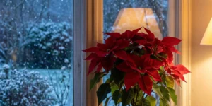 Red poinsettia glowing on a windowsill while snow falls in the garden beyond the glass