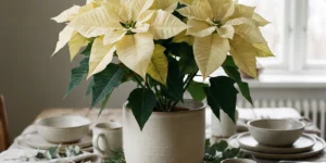 Cream-white poinsettia as a winter table centerpiece on natural linen