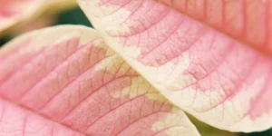 Close-up of a marble poinsettia bract with pink center washing into cream edges